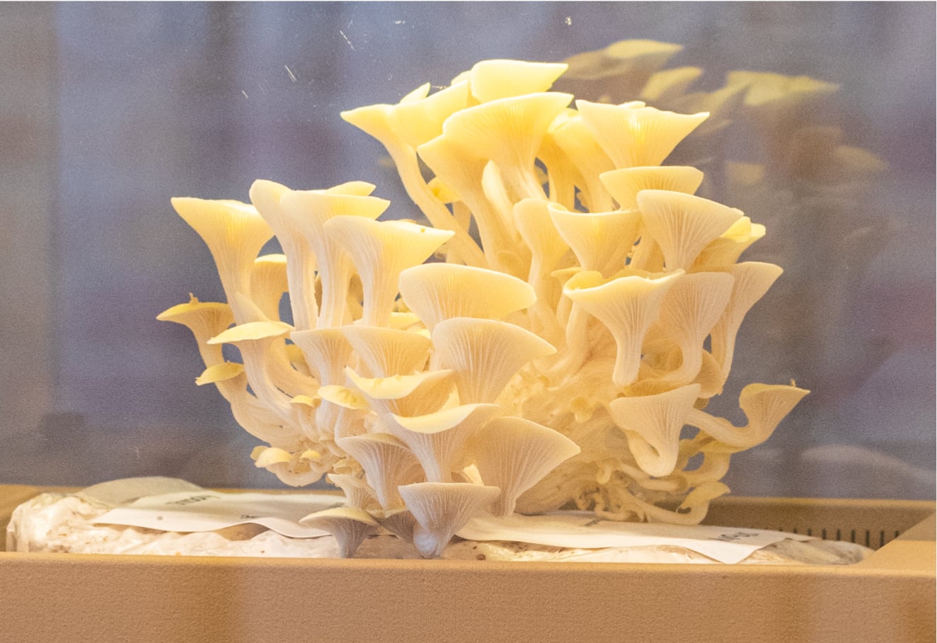 Yellow
Oyster USA