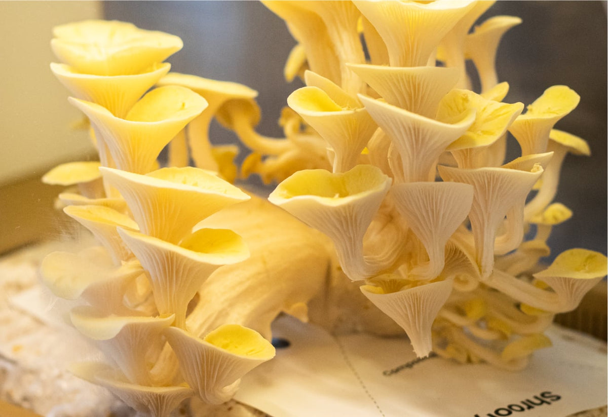 Yellow
Oyster USA - with membership
