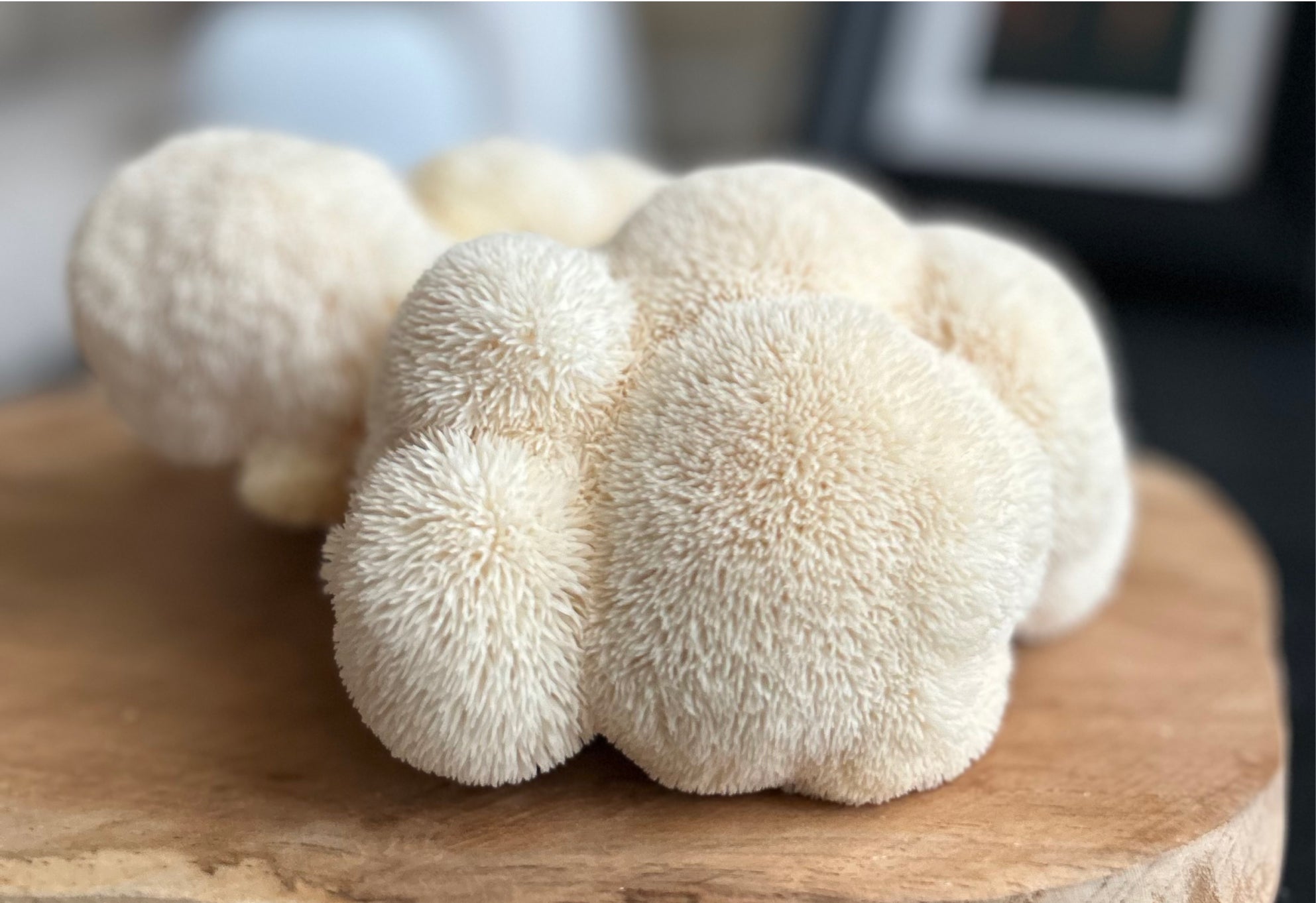 Lion's Mane USA