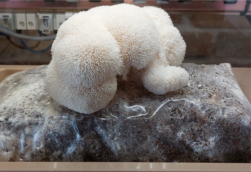 Lion's Mane USA