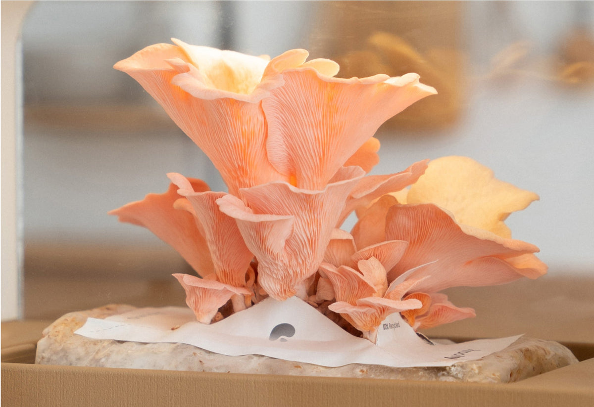 Pink Oyster USA - sold out