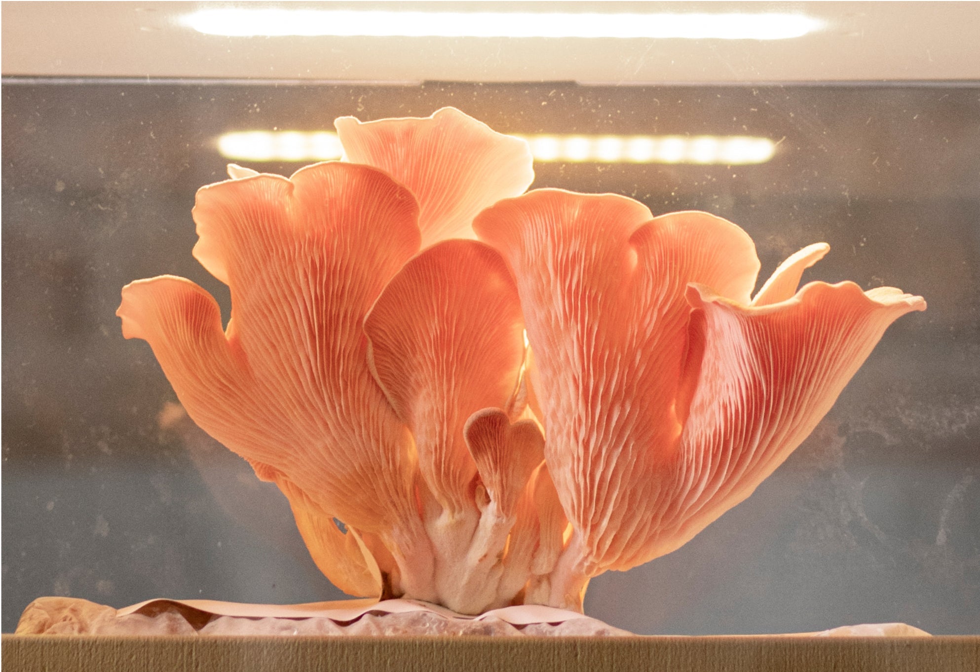 Pink Oyster USA