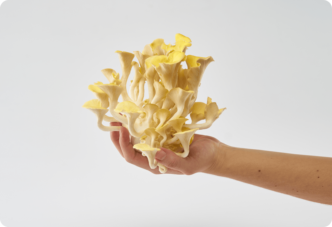Yellow
Oyster USA