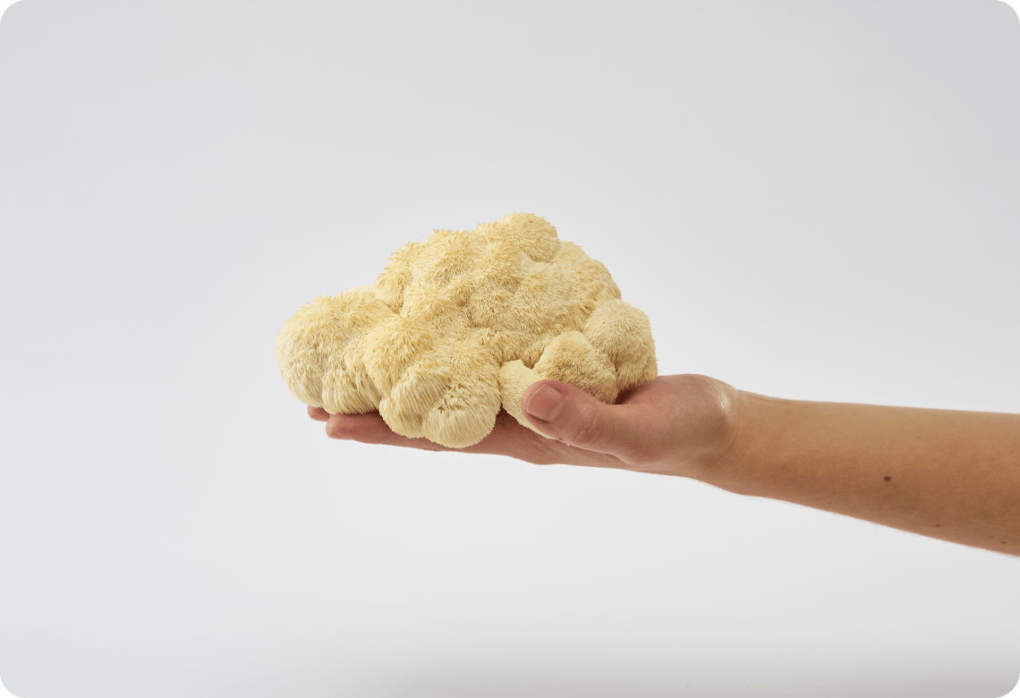 Lion's Mane USA