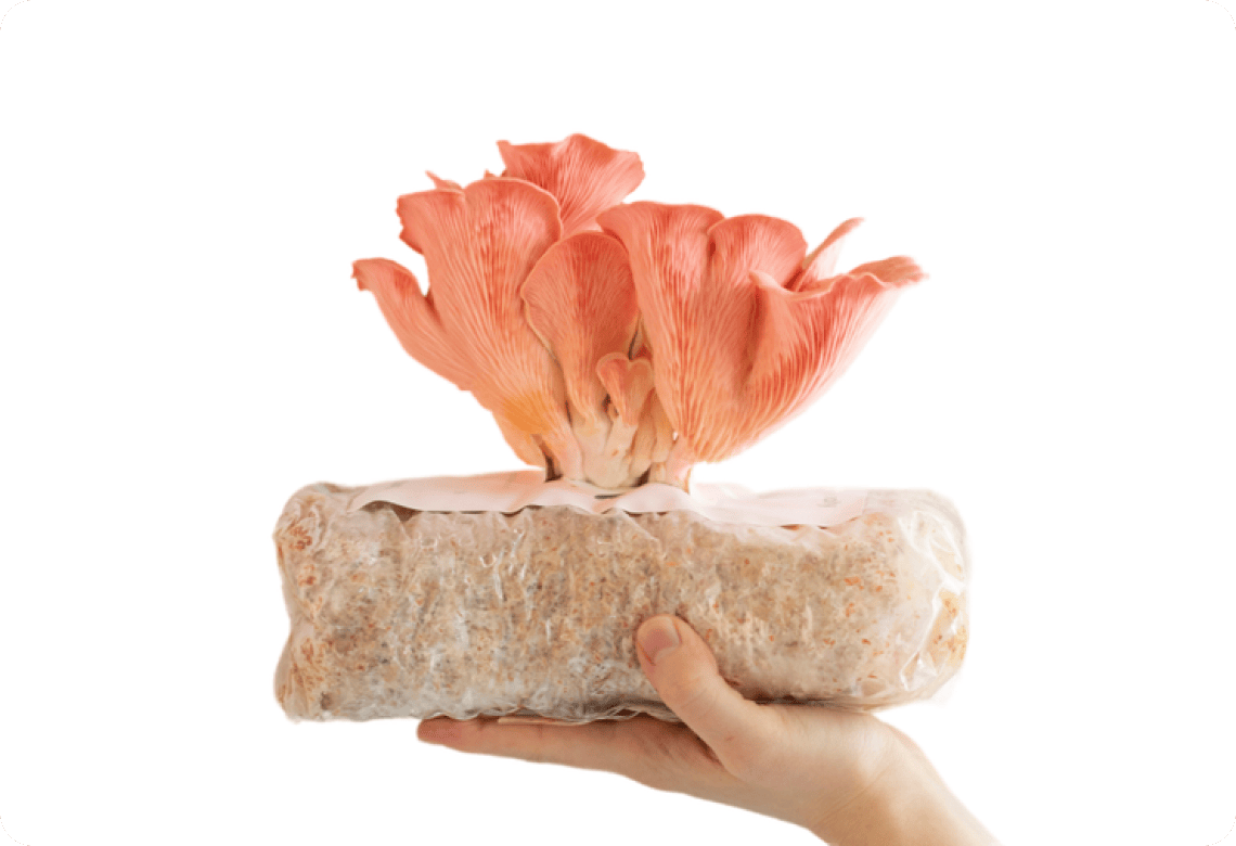 Pink Oyster USA