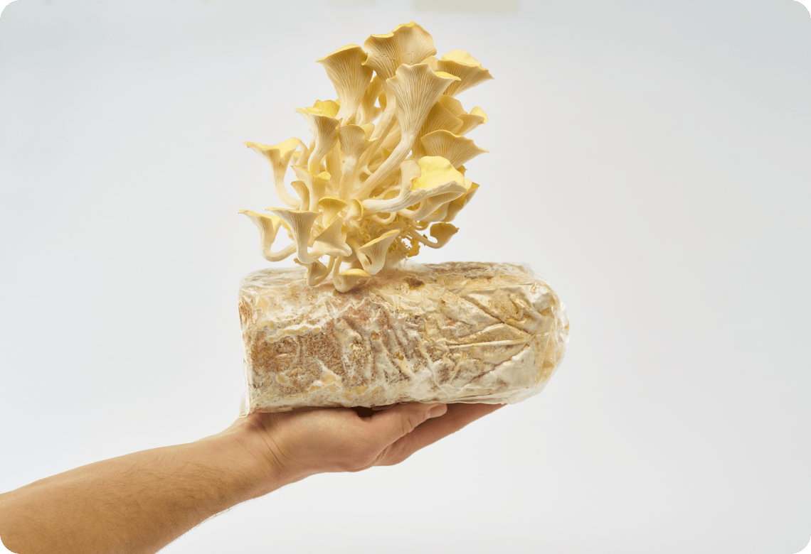 Yellow
Oyster USA