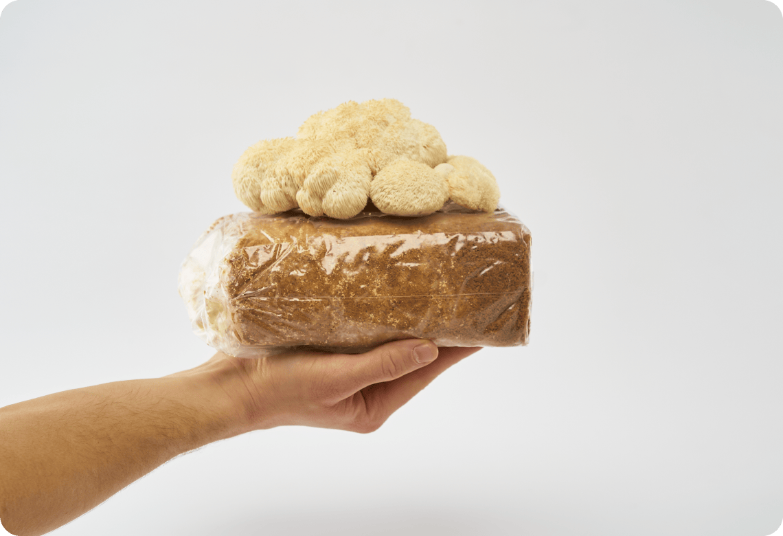 Lion's Mane USA