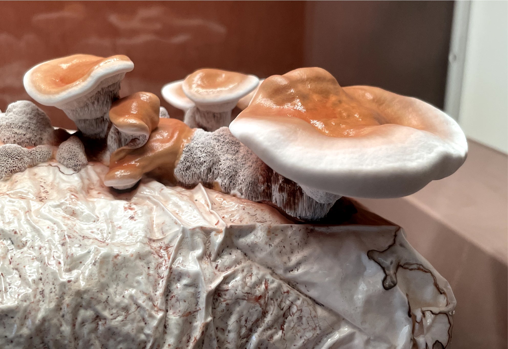 Reishi USA