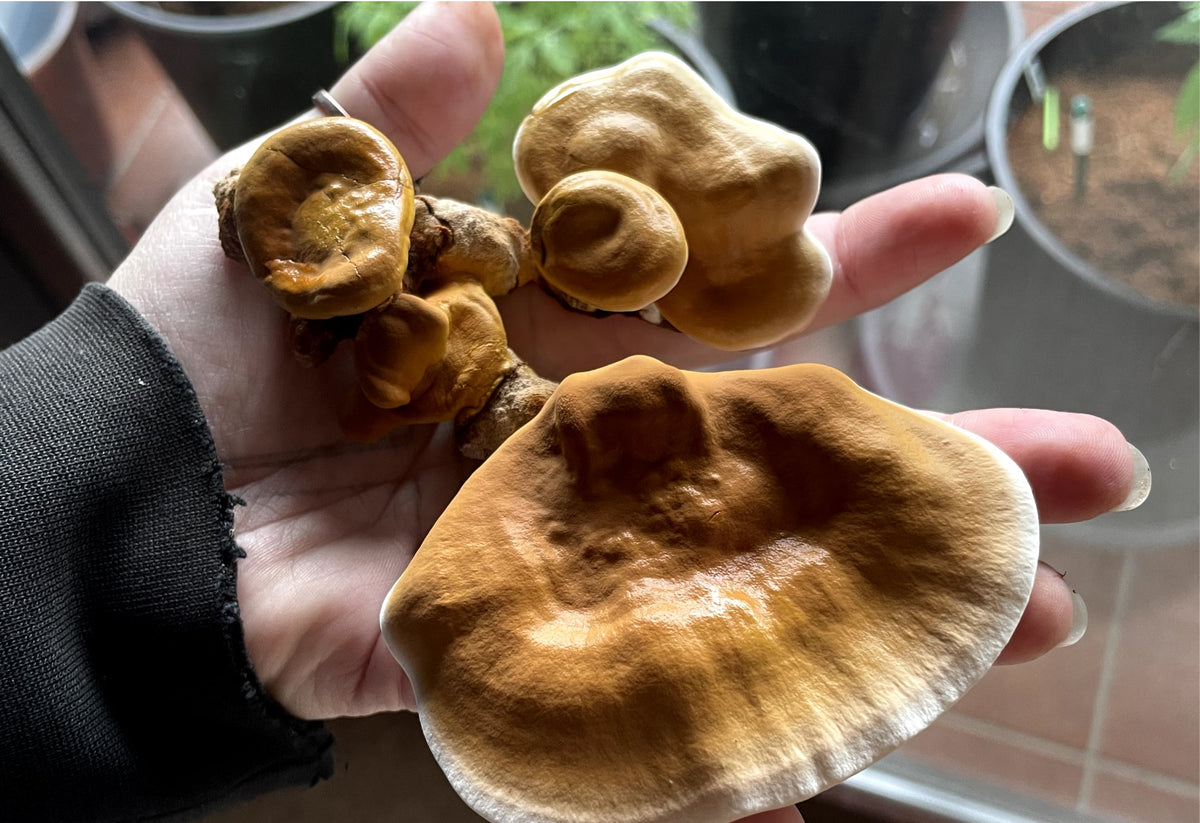 Reishi USA - with membership