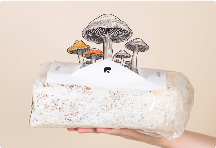 AnyMush™ pod USA
