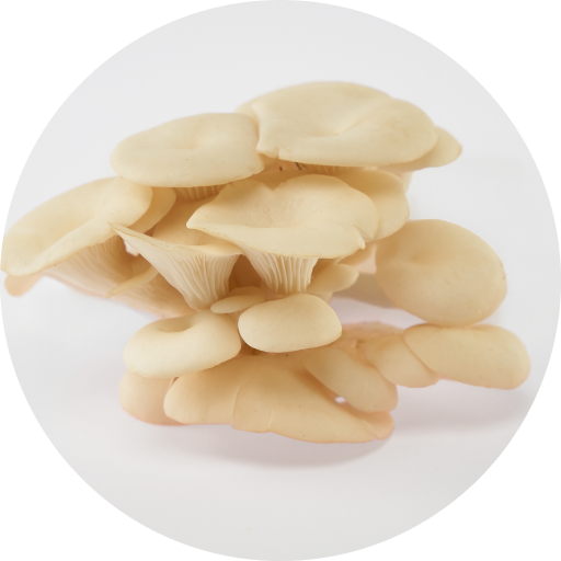 Elm Oyster USA - sold out