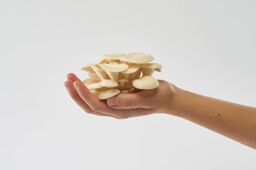 Elm Oyster USA