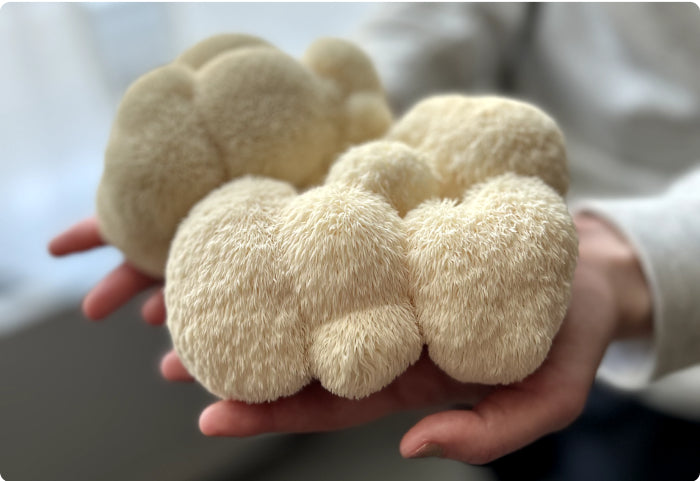 Lion's Mane USA