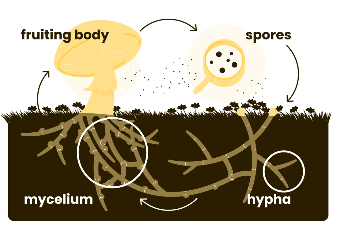 How to grow your mushroom