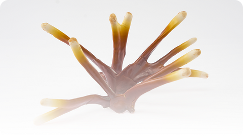 Reishi USA