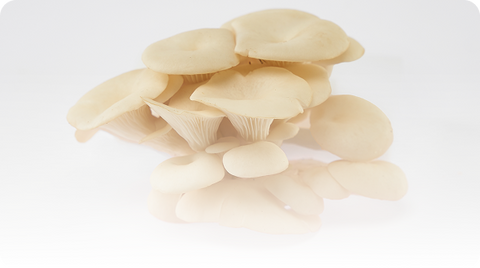 Elm Oyster USA