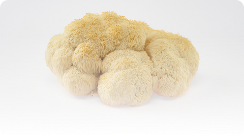 Lion's Mane USA