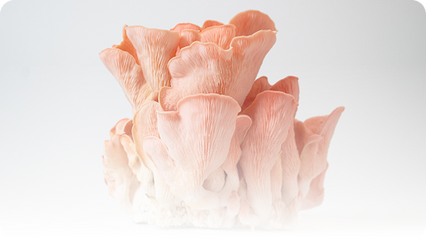 Pink Oyster USA
