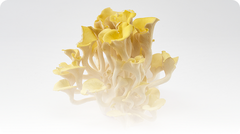 Yellow Oyster USA