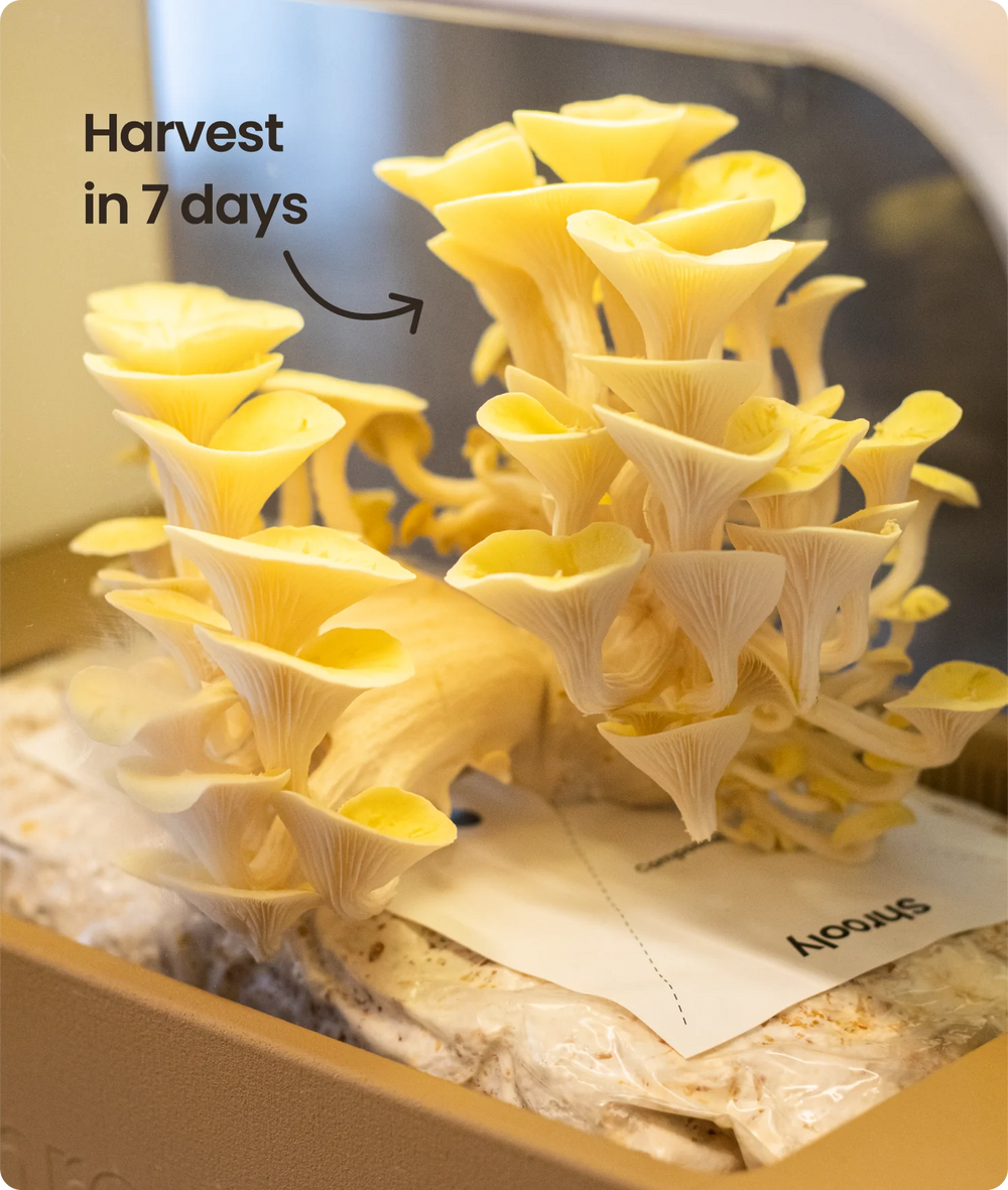 Shrooly One Device An Endless Variety Of Mushrooms shrooly-one-device-an-endless-variety-of-mushrooms