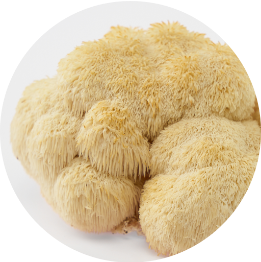 Lion's Mane USA