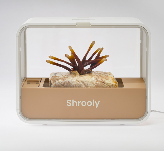 Reishi - pod page